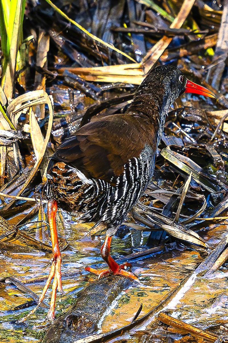 African Rail - ML624786857