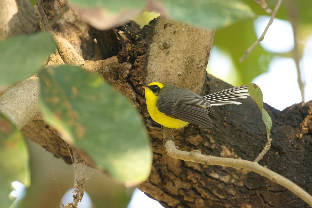 Chélidorhynque à ventre jaune - ML624786896