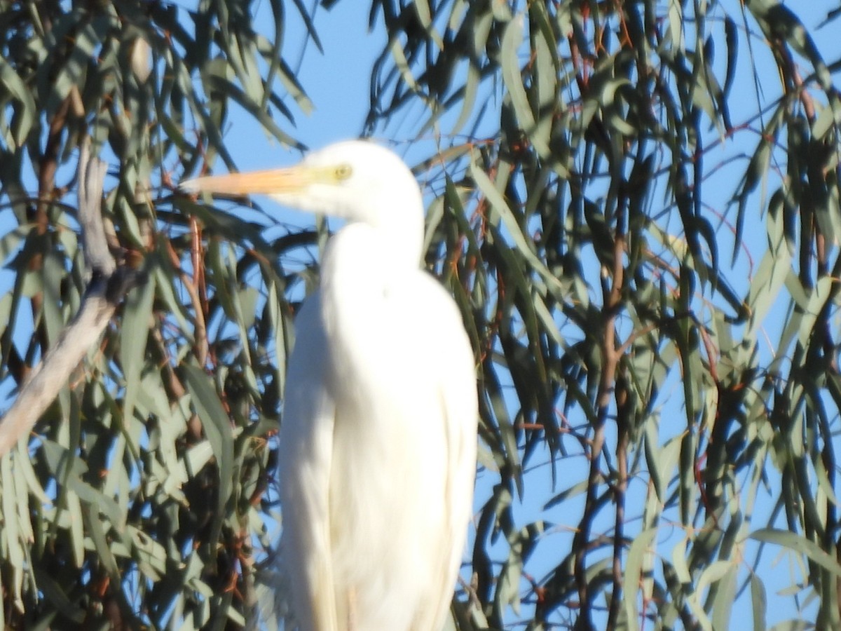 Plumed Egret - ML624787051