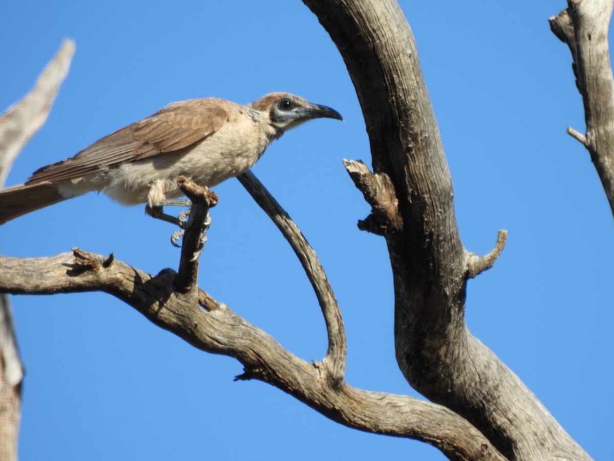 Little Friarbird - ML624787075
