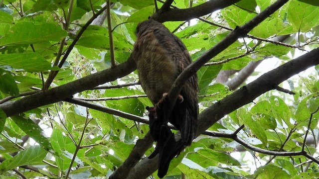 Rufous Owl - ML624787111