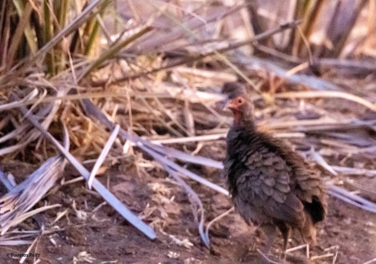 Swainson's Spurfowl - ML624787117