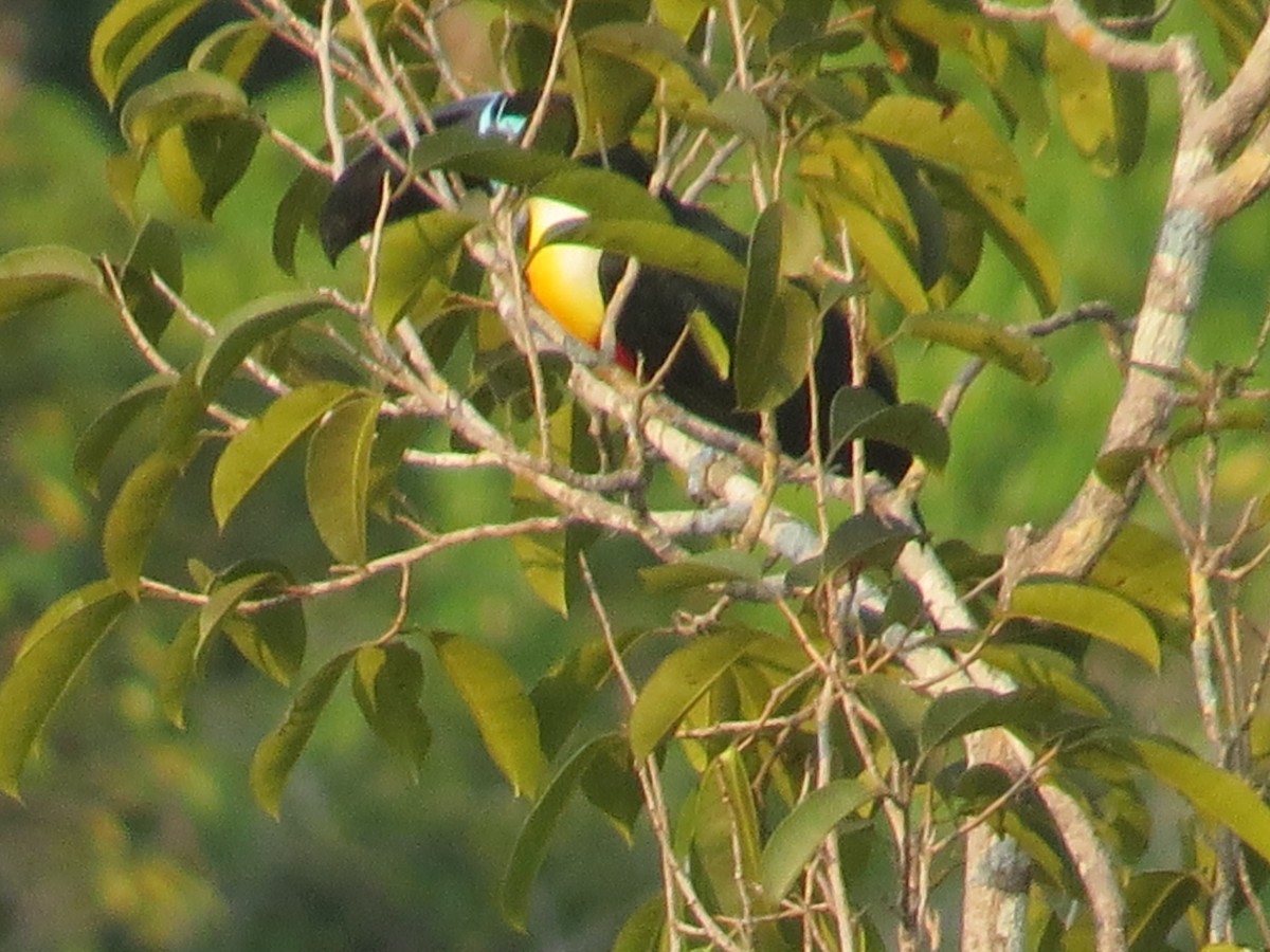 Channel-billed Toucan - ML624787171