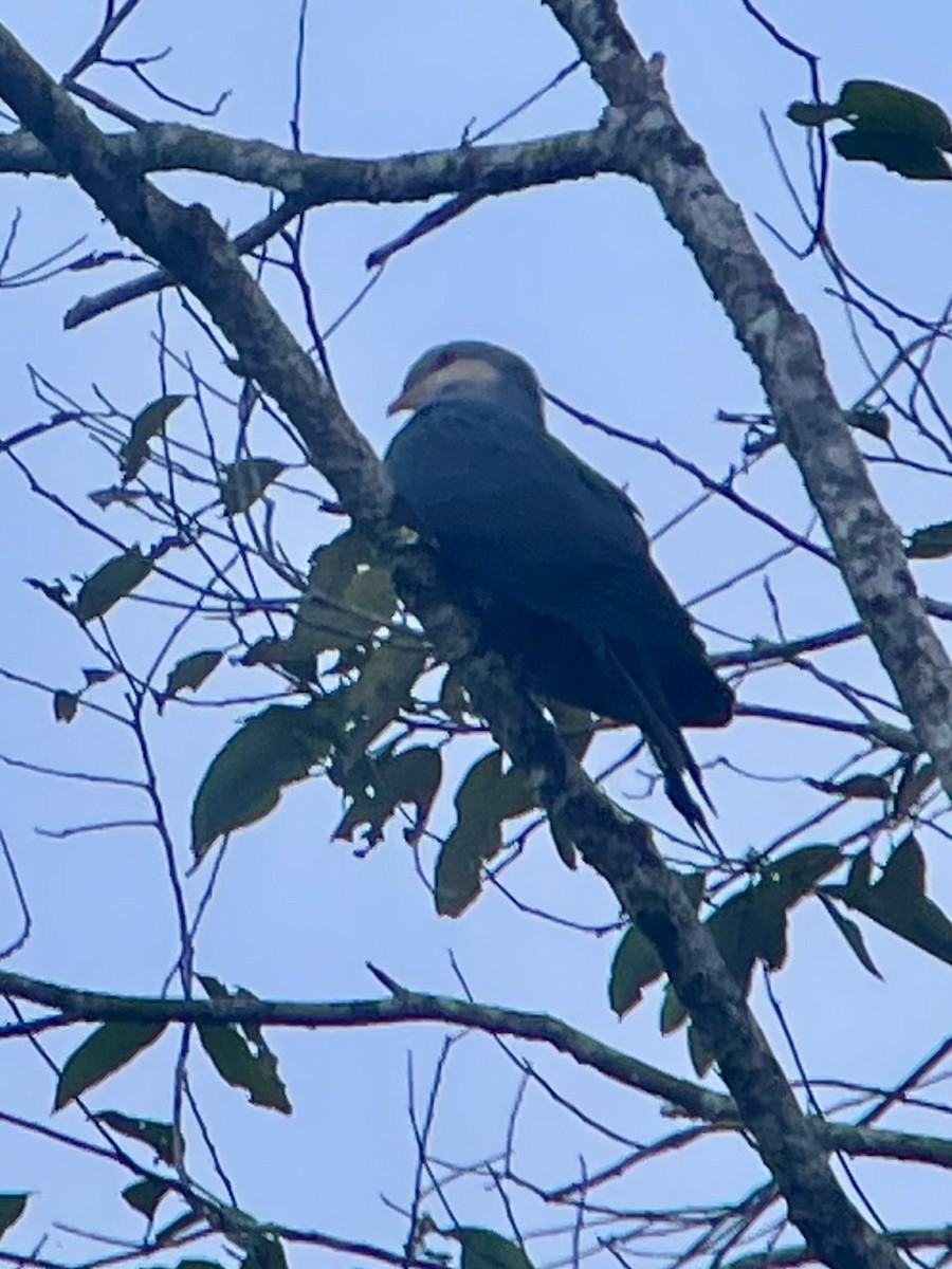 Seram Mountain-Pigeon - ML624787185