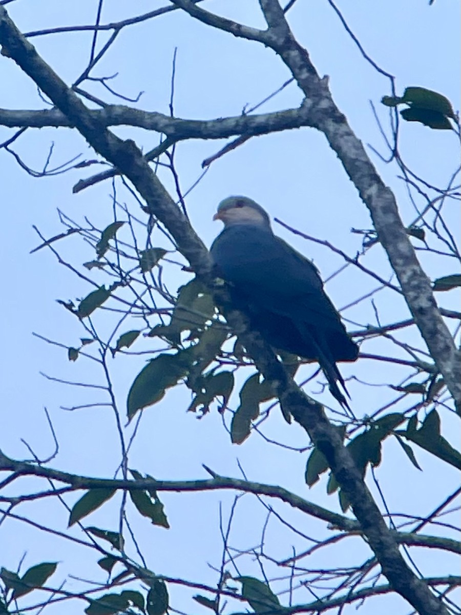 Seram Mountain-Pigeon - ML624787186