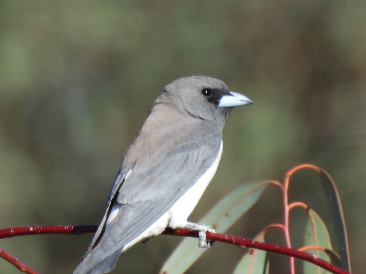 Black-faced Woodswallow - ML624787230