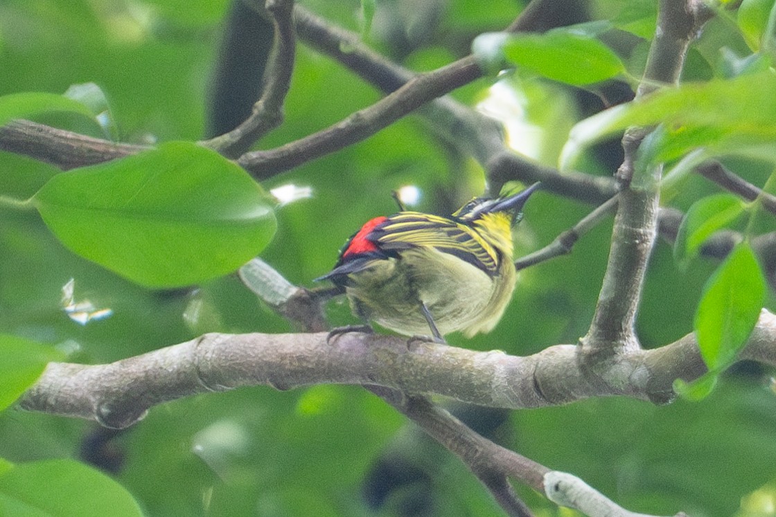 Red-rumped Tinkerbird - ML624787287