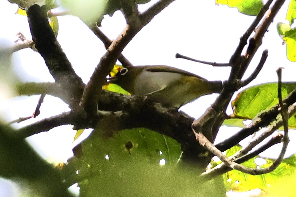 Seram White-eye - ML624787327