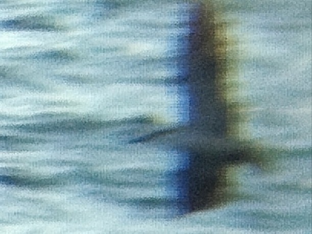 Black-naped Tern - ML624787469