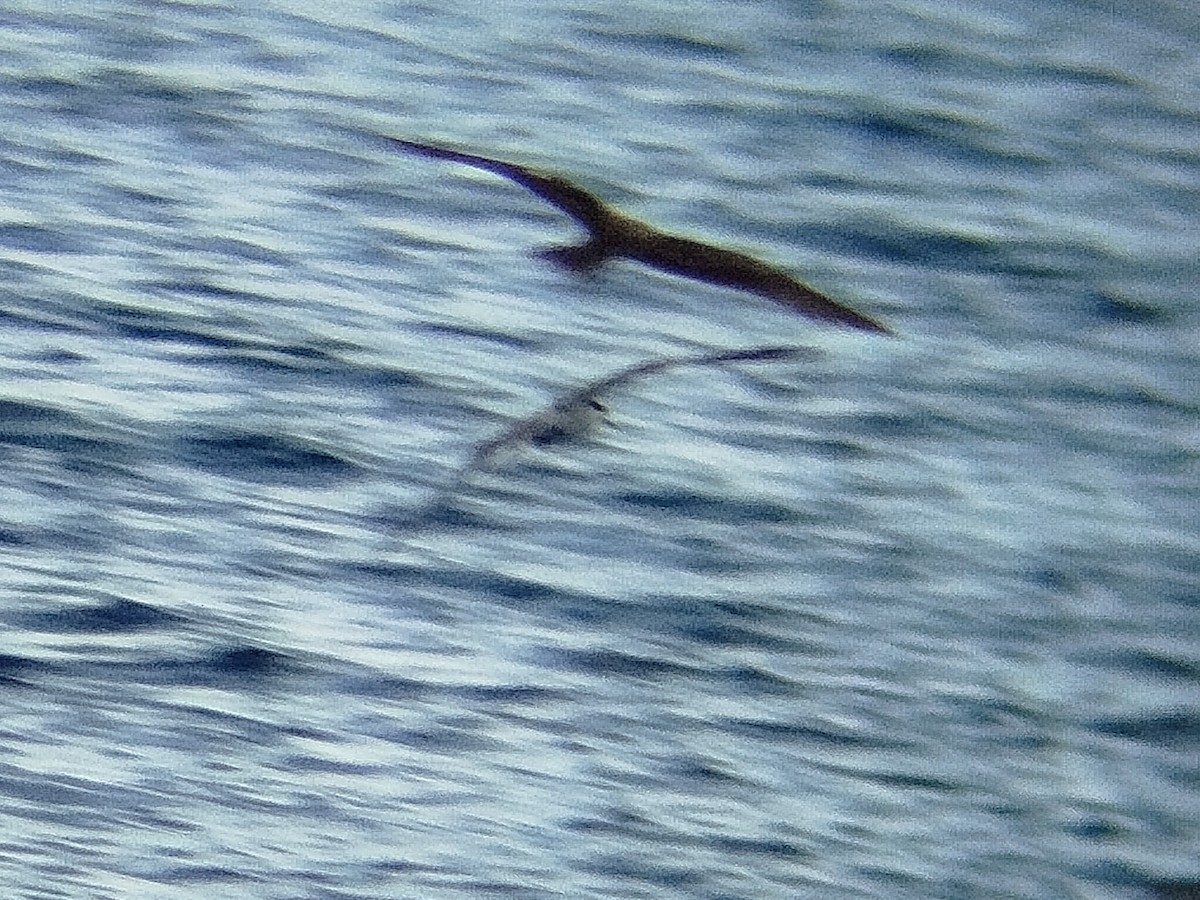 Black-naped Tern - ML624787470