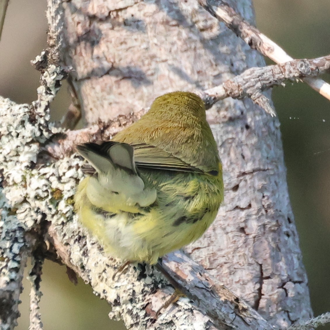 buskparula - ML624787478