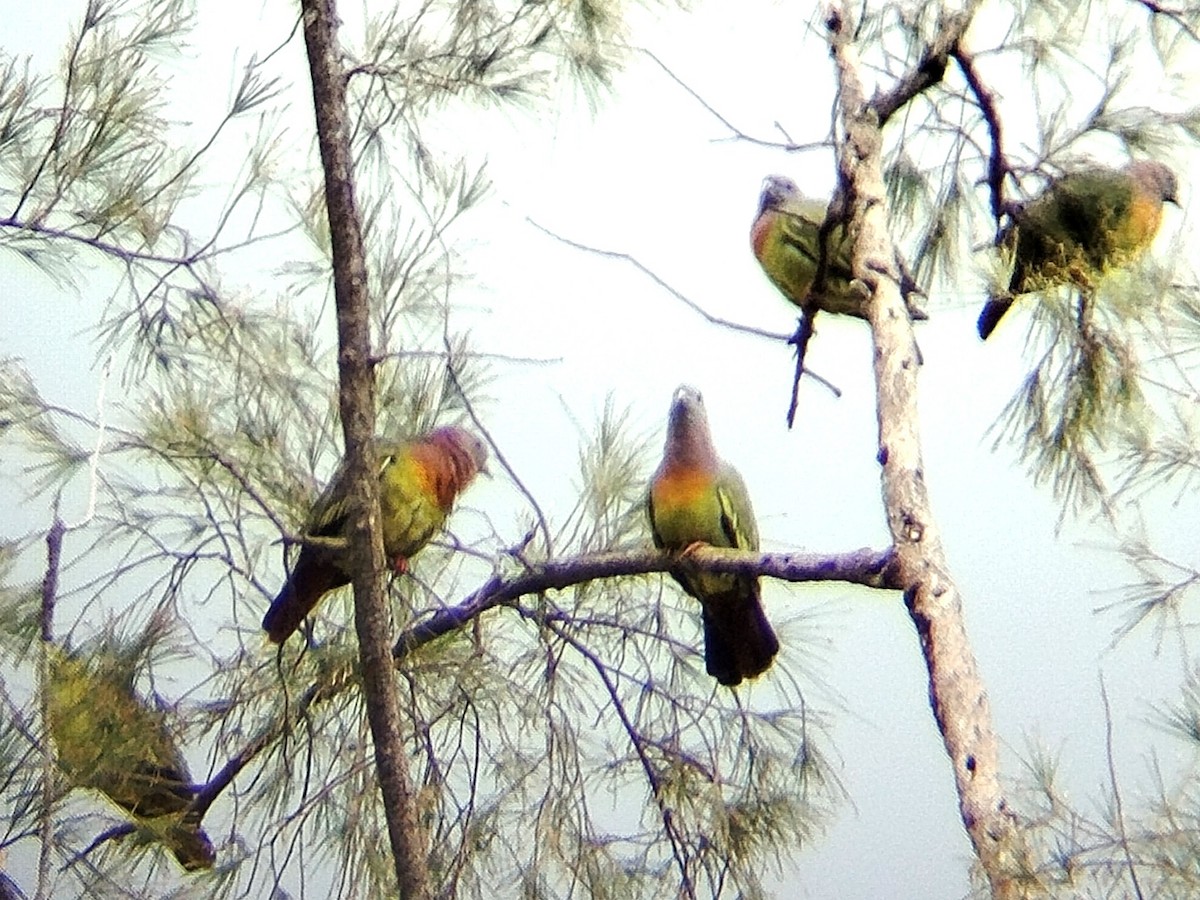 Pink-necked Green-Pigeon - ML624787506