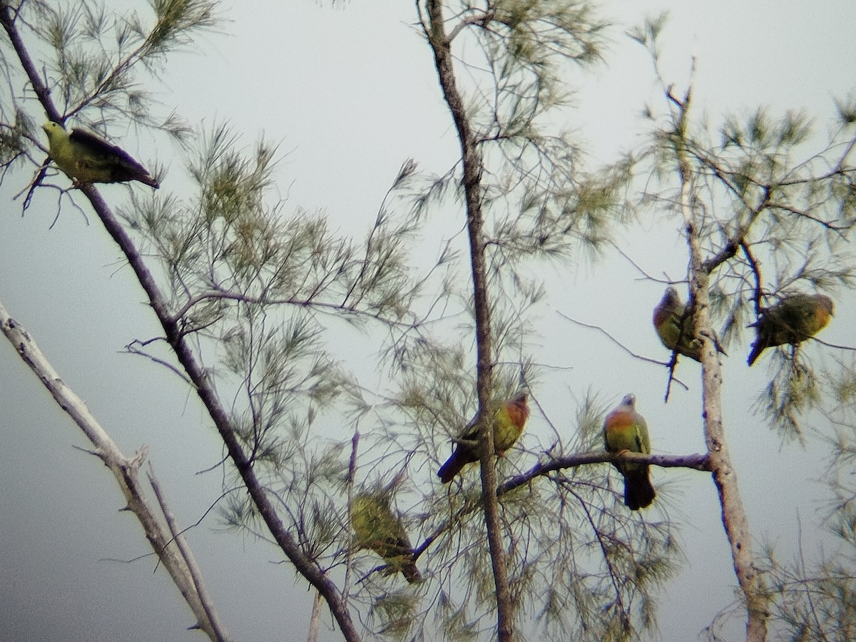 Pink-necked Green-Pigeon - ML624787507