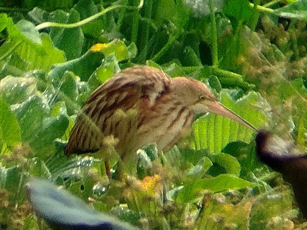 Yellow Bittern - ML624787512