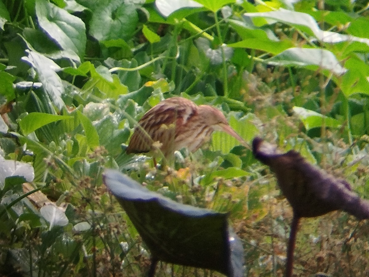 Yellow Bittern - ML624787513