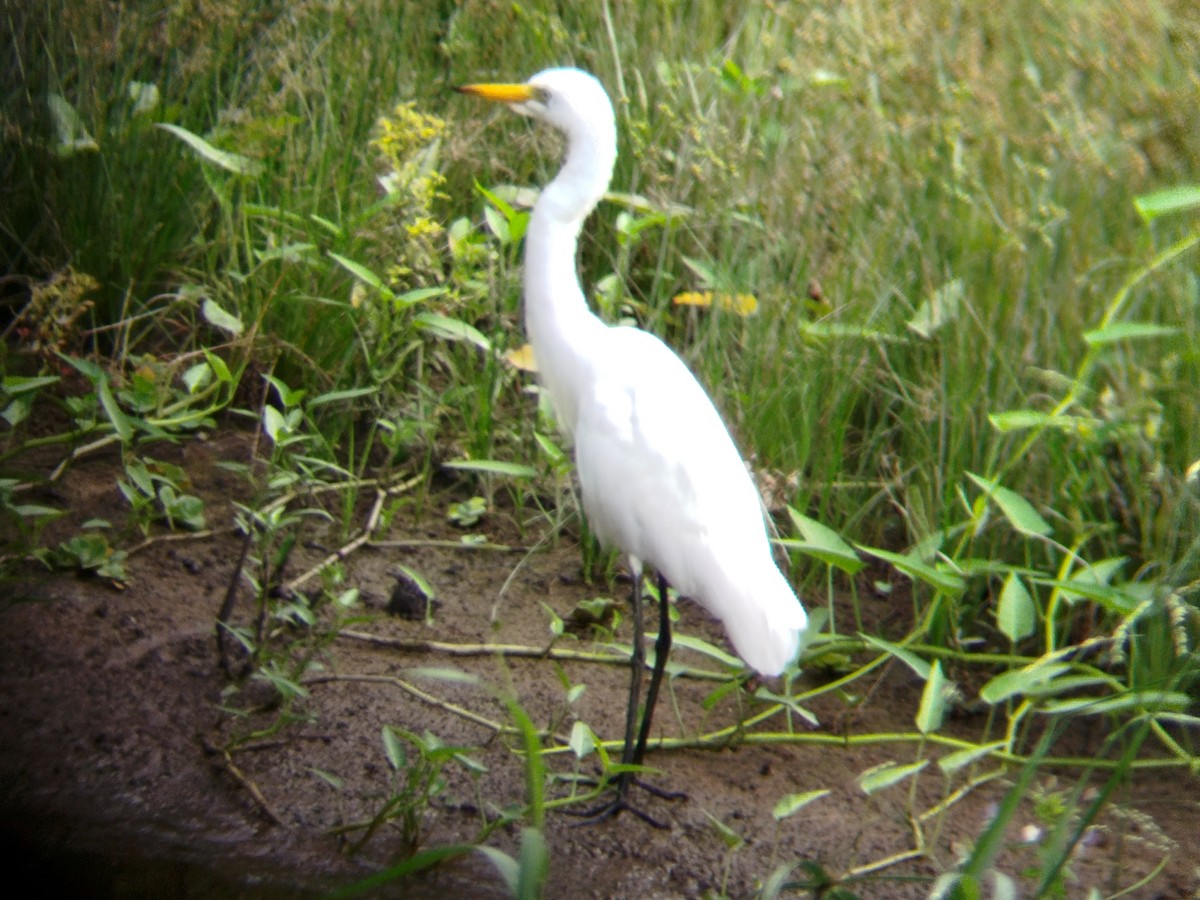 Medium Egret - ML624787515