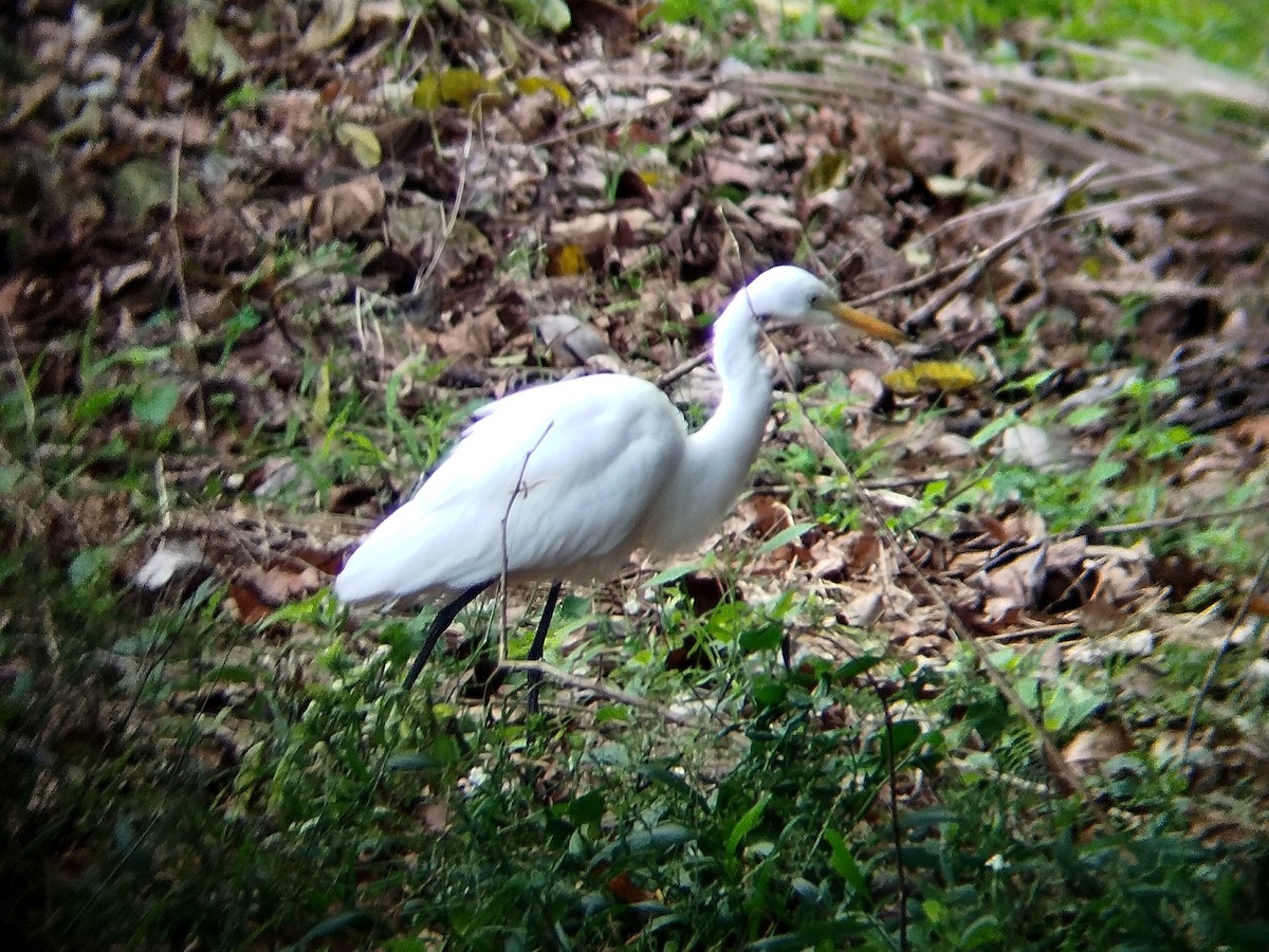 Medium Egret - ML624787516