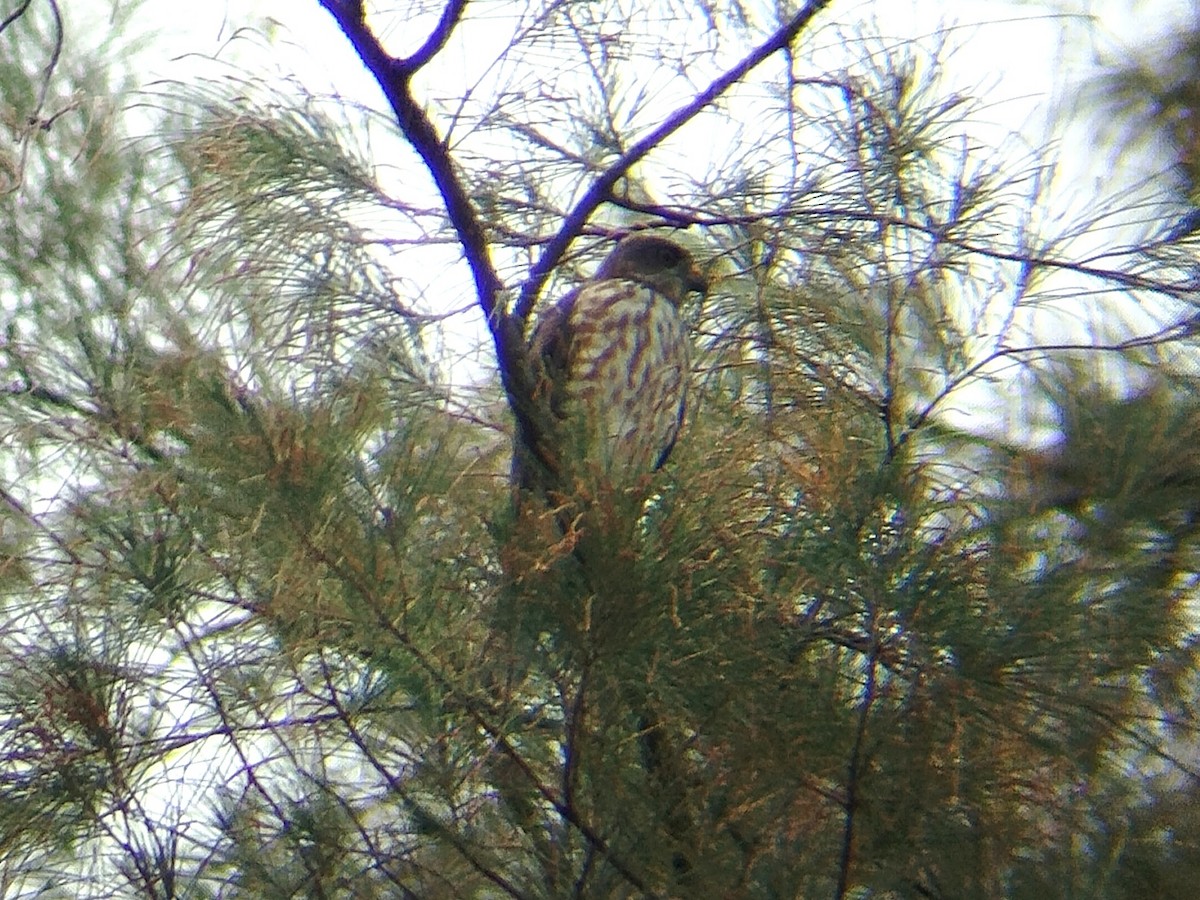 Chinese Sparrowhawk - ML624787523