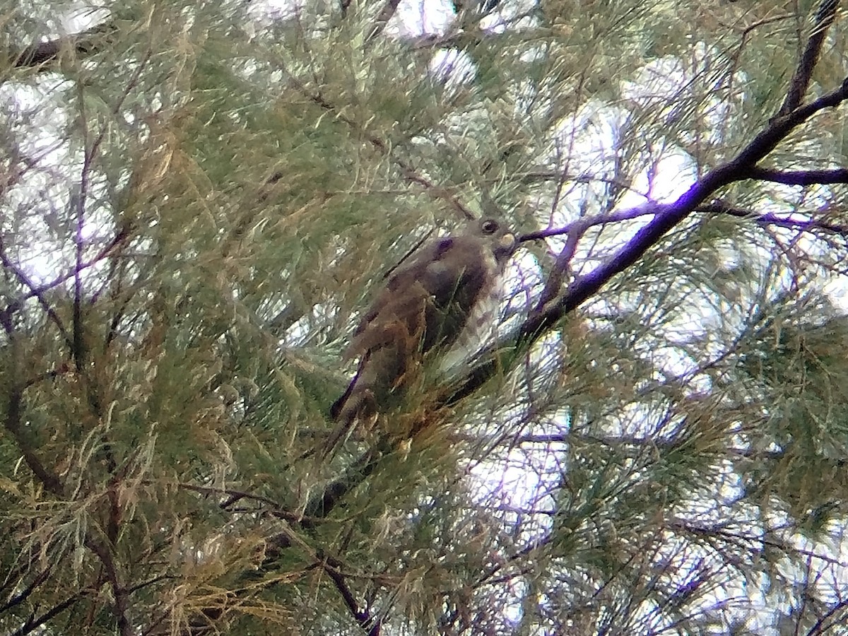 Chinese Sparrowhawk - ML624787524