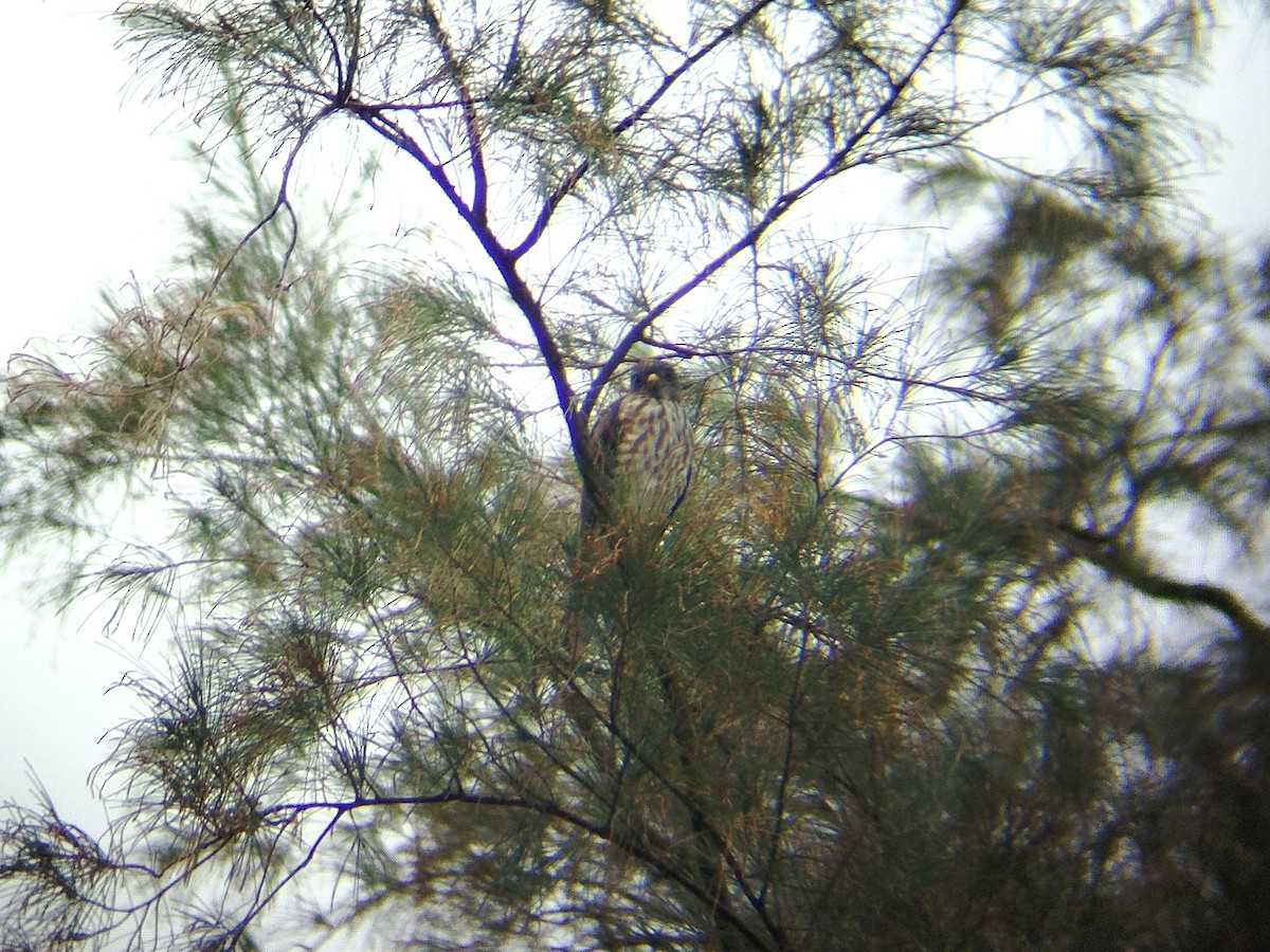 Chinese Sparrowhawk - ML624787525