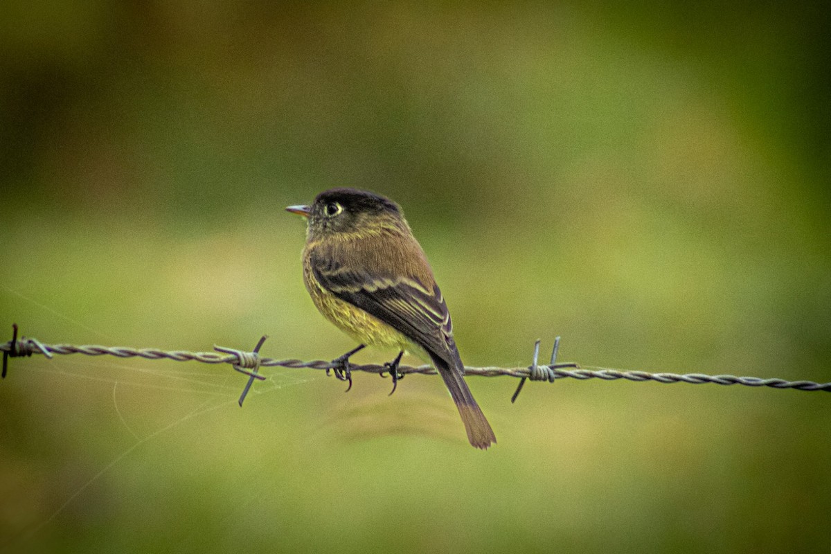 Black-capped Flycatcher - ML624787541