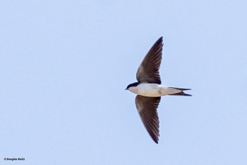 Gray-rumped Swallow - ML624787656