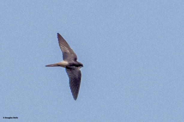 Gray-rumped Swallow - ML624787657