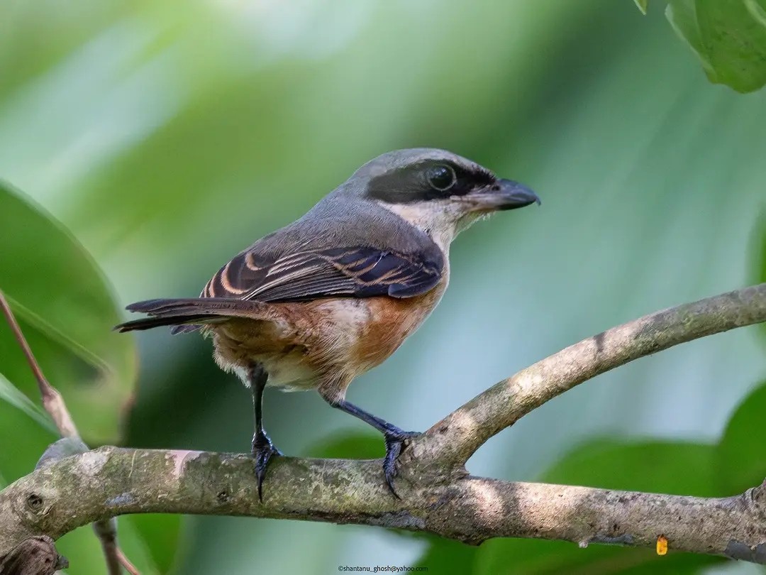 Gray-backed Shrike - Soumyojit Talukder