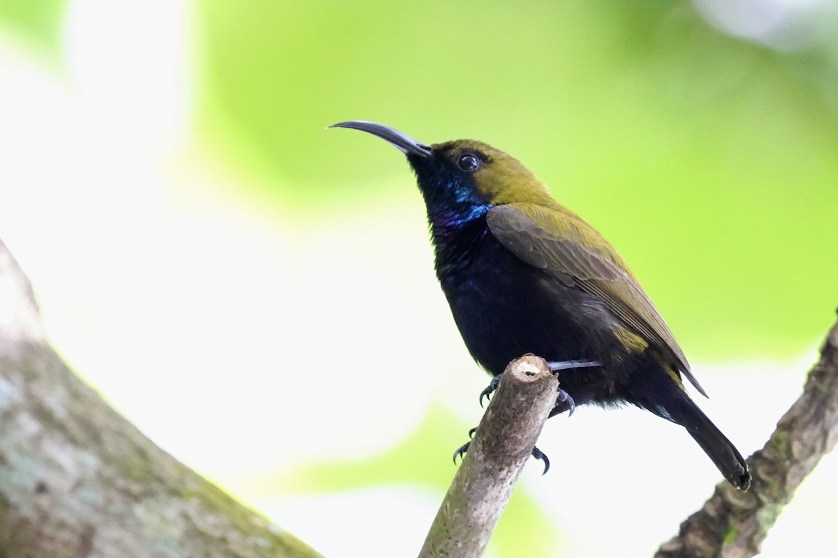 South Moluccan Sunbird - ML624787748