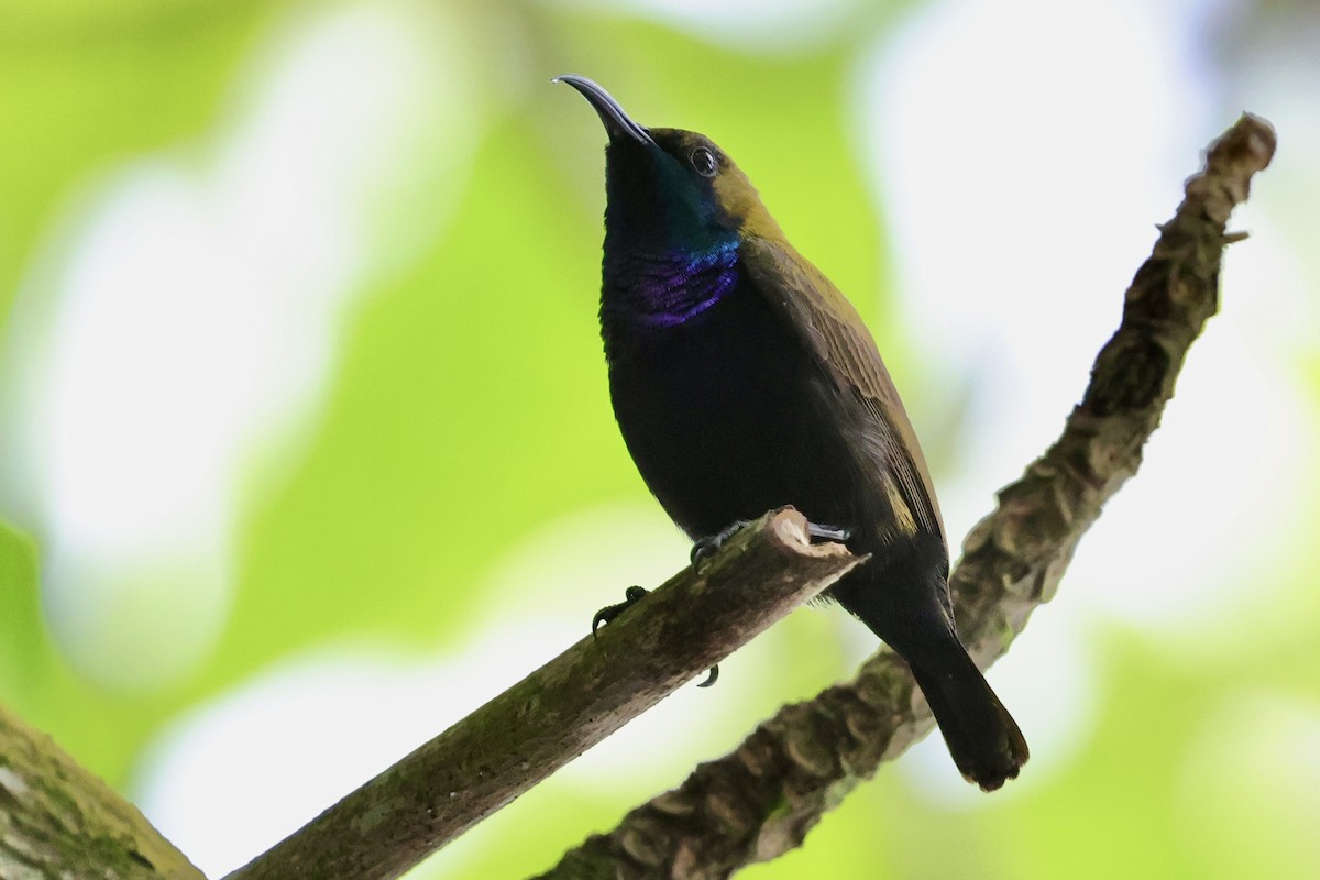 South Moluccan Sunbird - ML624787750