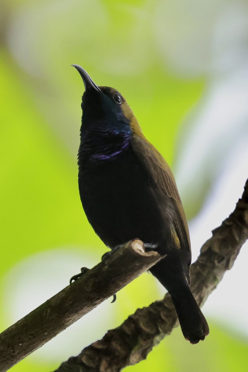 South Moluccan Sunbird - ML624787751