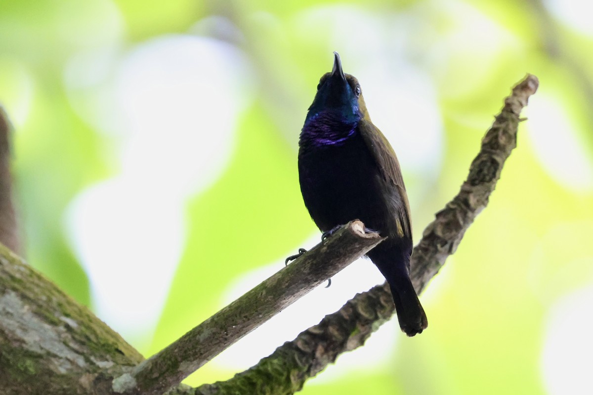 South Moluccan Sunbird - ML624787752