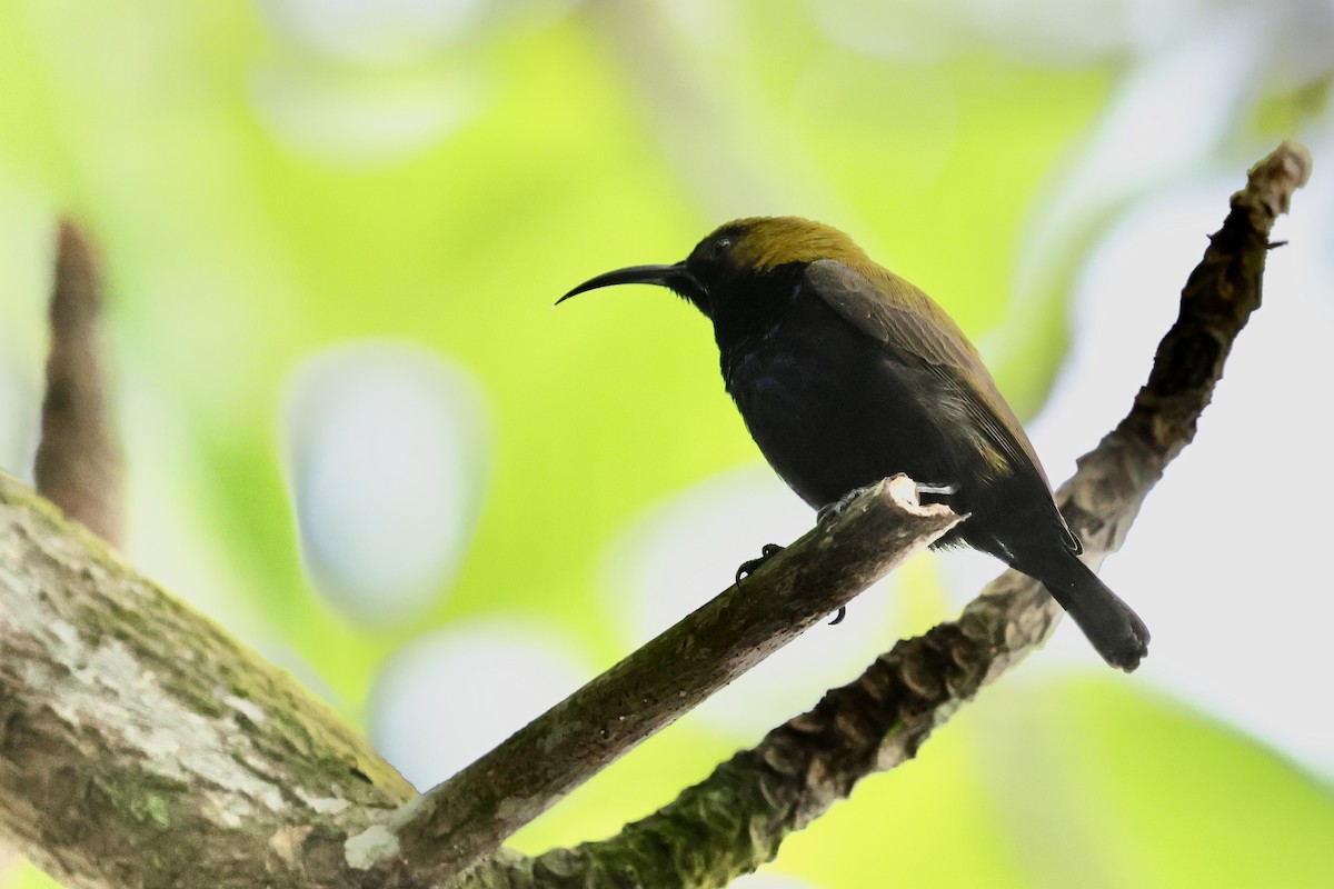 South Moluccan Sunbird - ML624787753