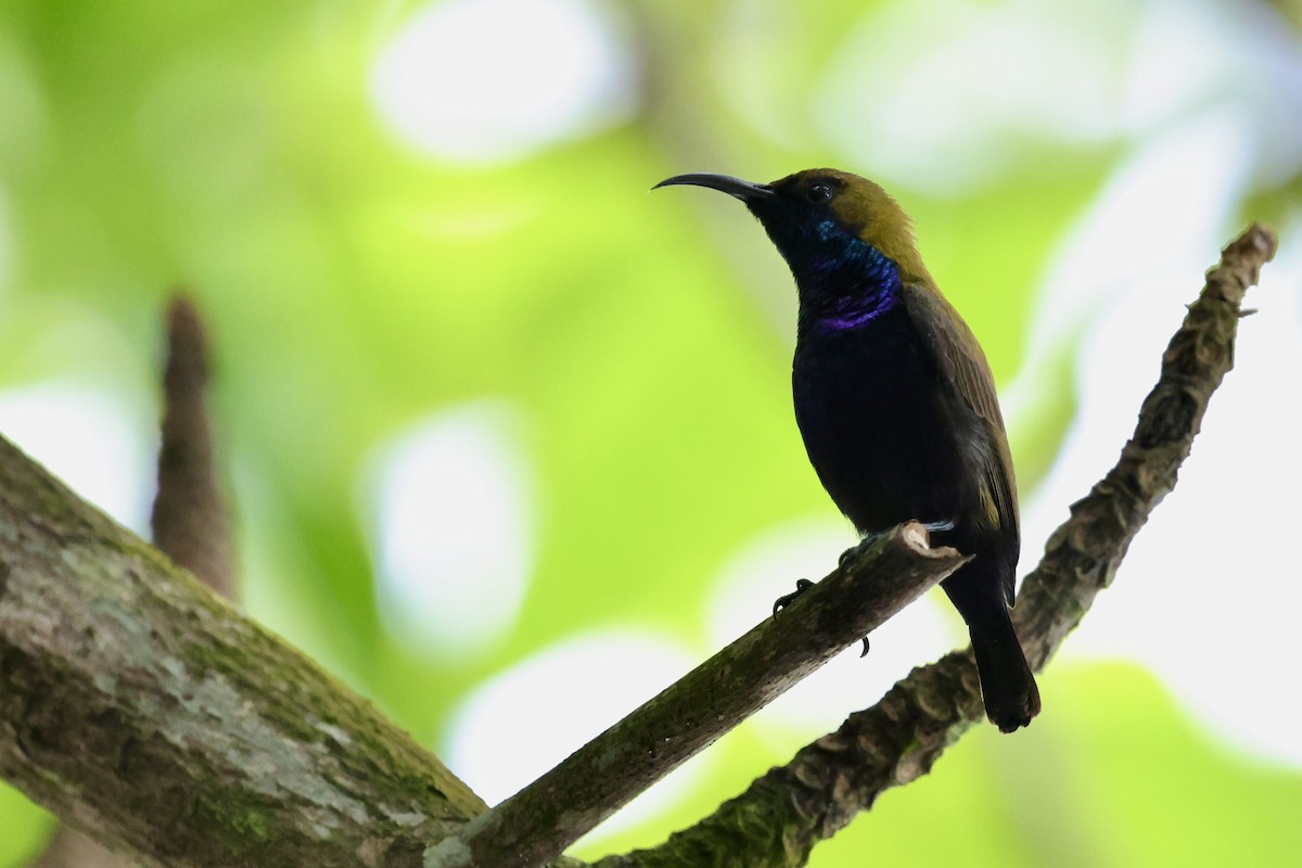 South Moluccan Sunbird - ML624787754