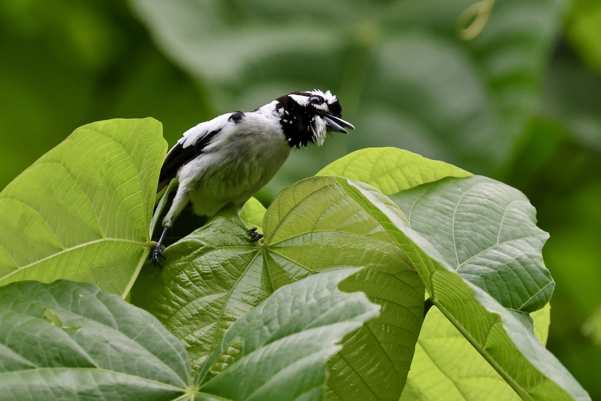 White-naped Monarch - ML624787964
