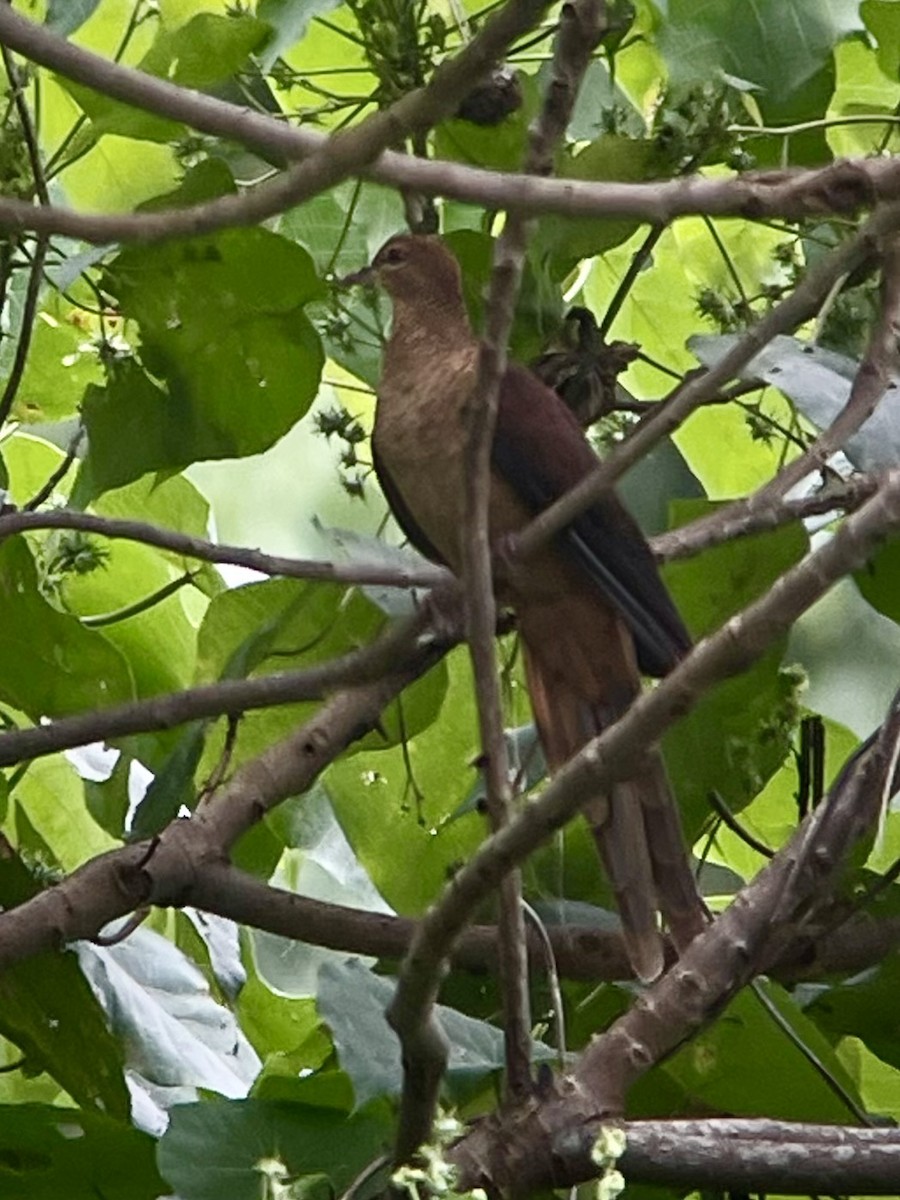 Amboyna Cuckoo-Dove - ML624788037