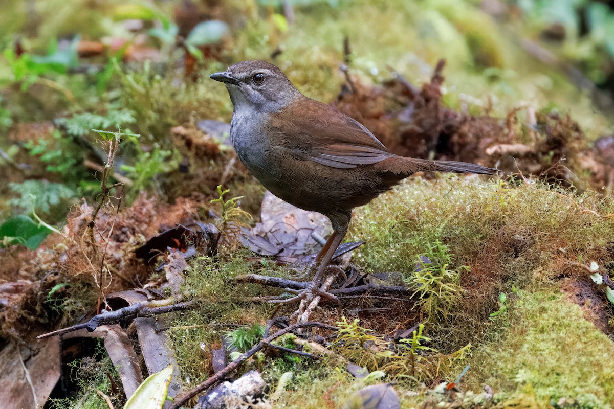 Taliabu Bush Warbler - ML624788076