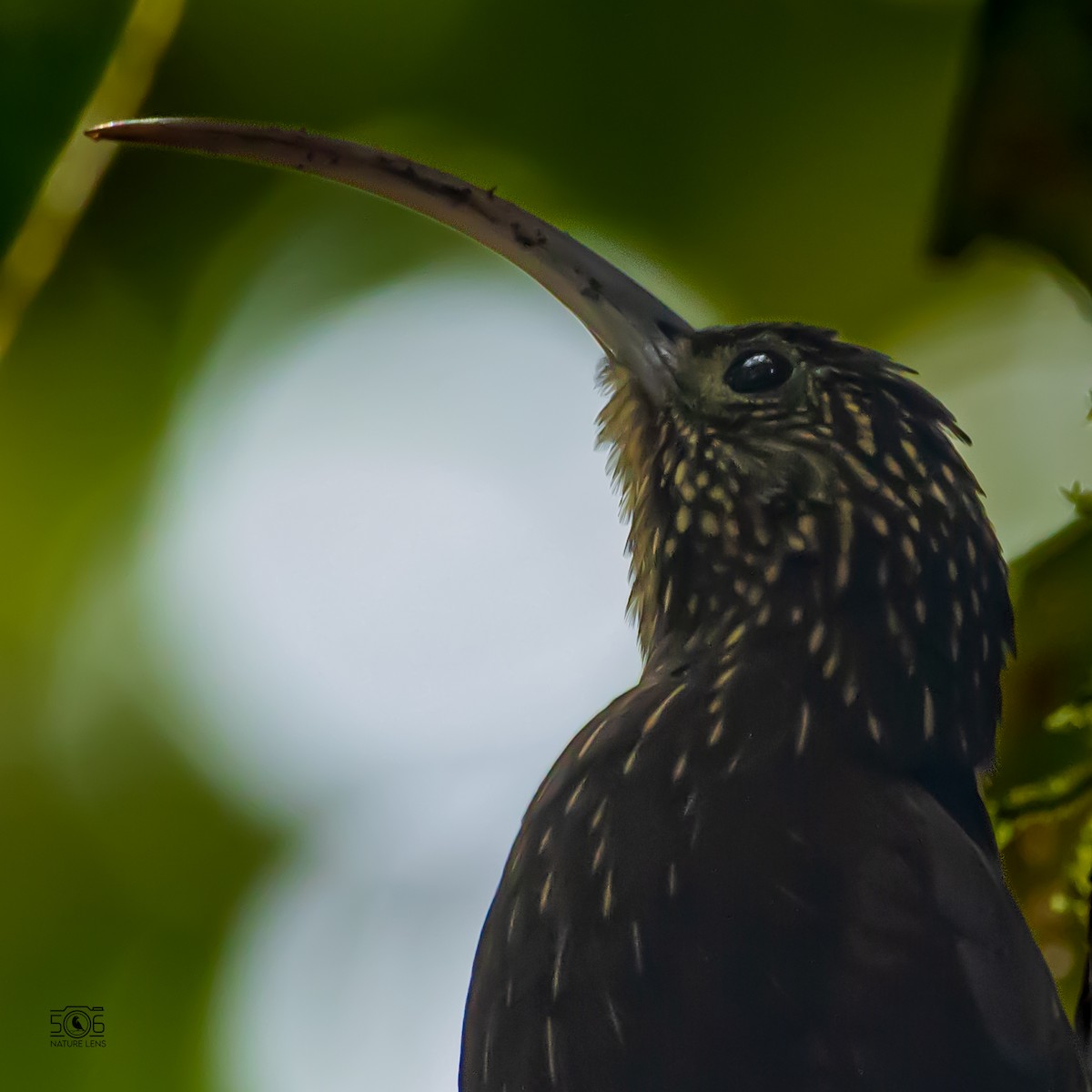 Brown-billed Scythebill - ML624788235