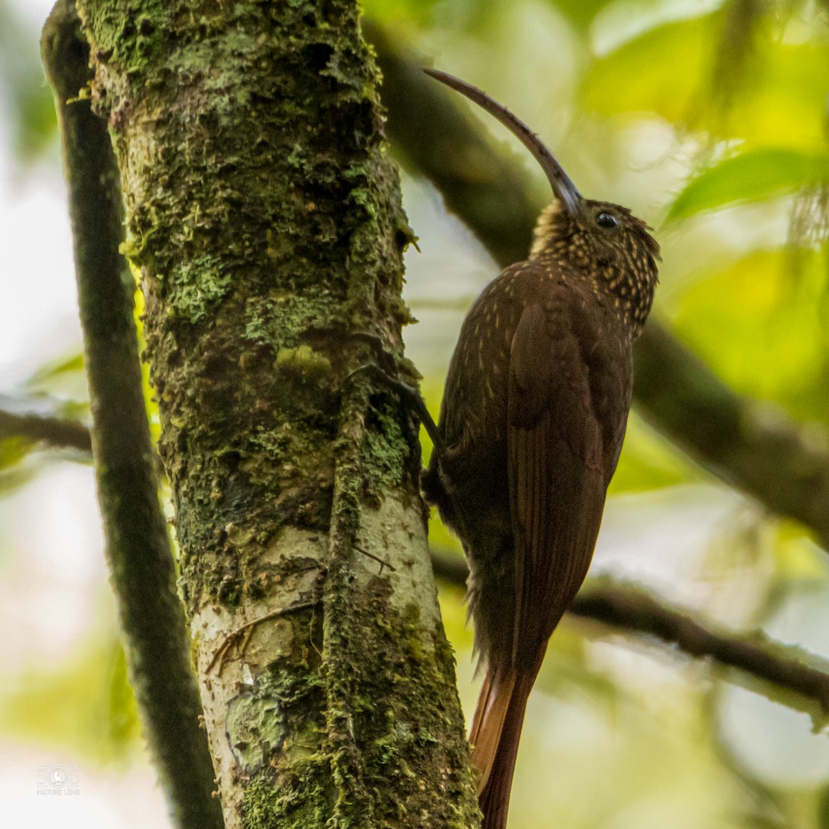 Brown-billed Scythebill - ML624788236