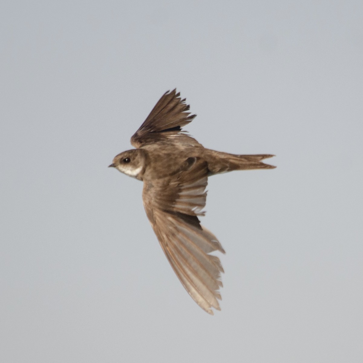 Bank Swallow - ML624788295