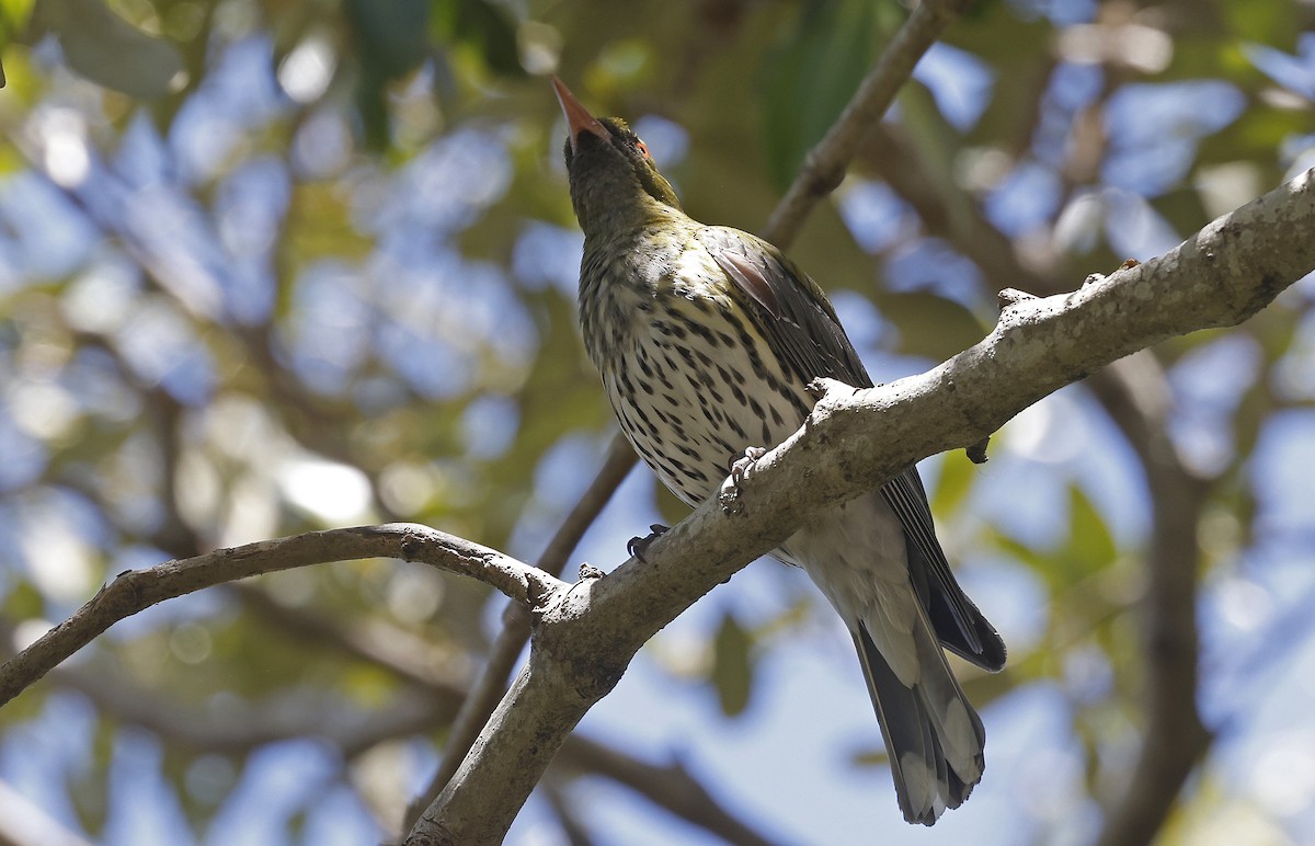 Olive-backed Oriole - ML624788399