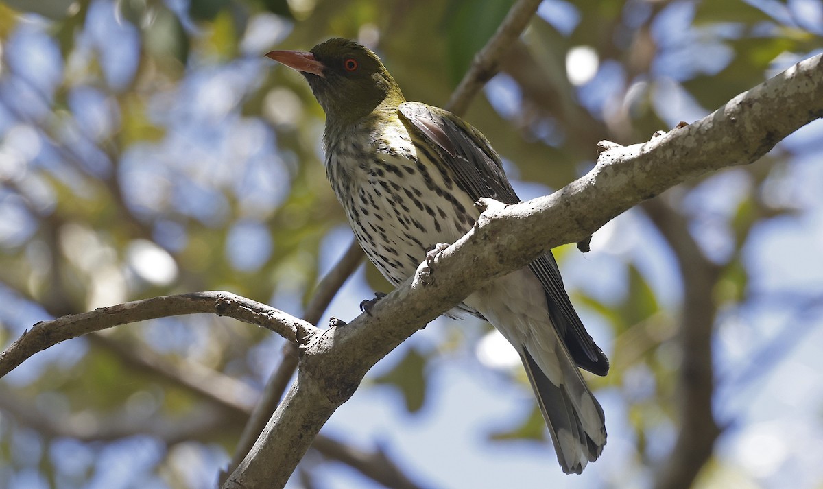 Olive-backed Oriole - ML624788404