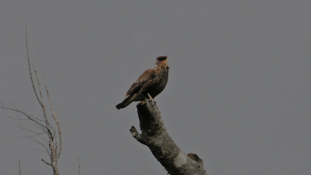 Crested Caracara (Southern) - ML624788520