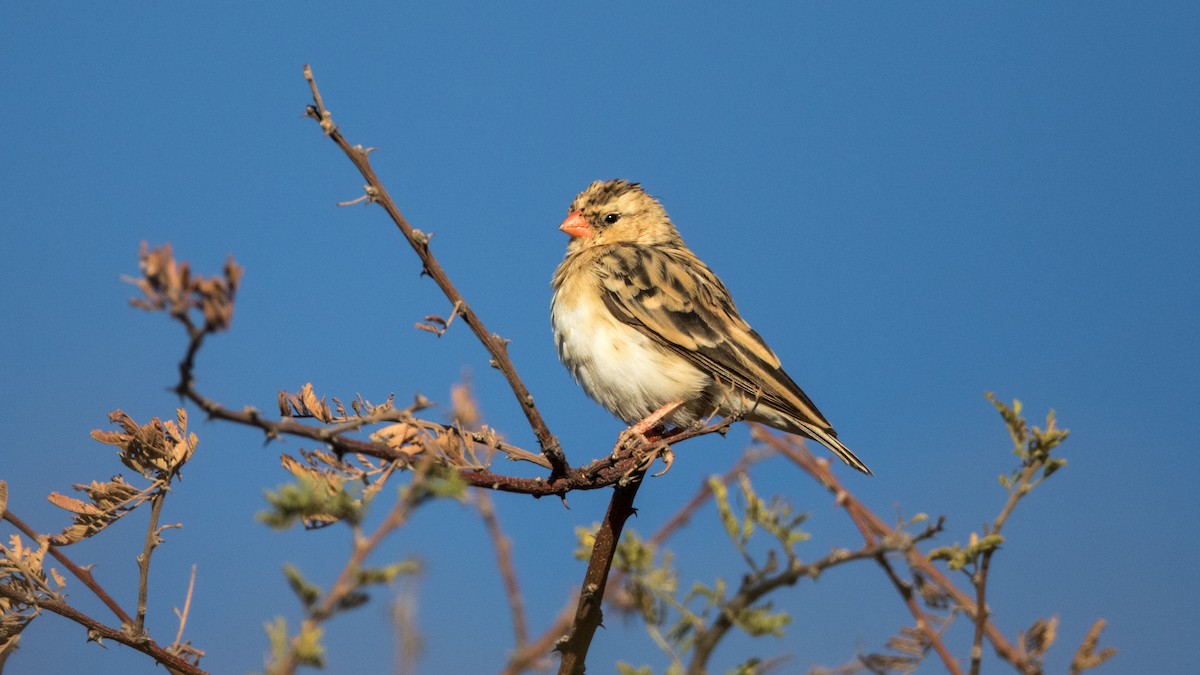 Shaft-tailed Whydah - ML624788593