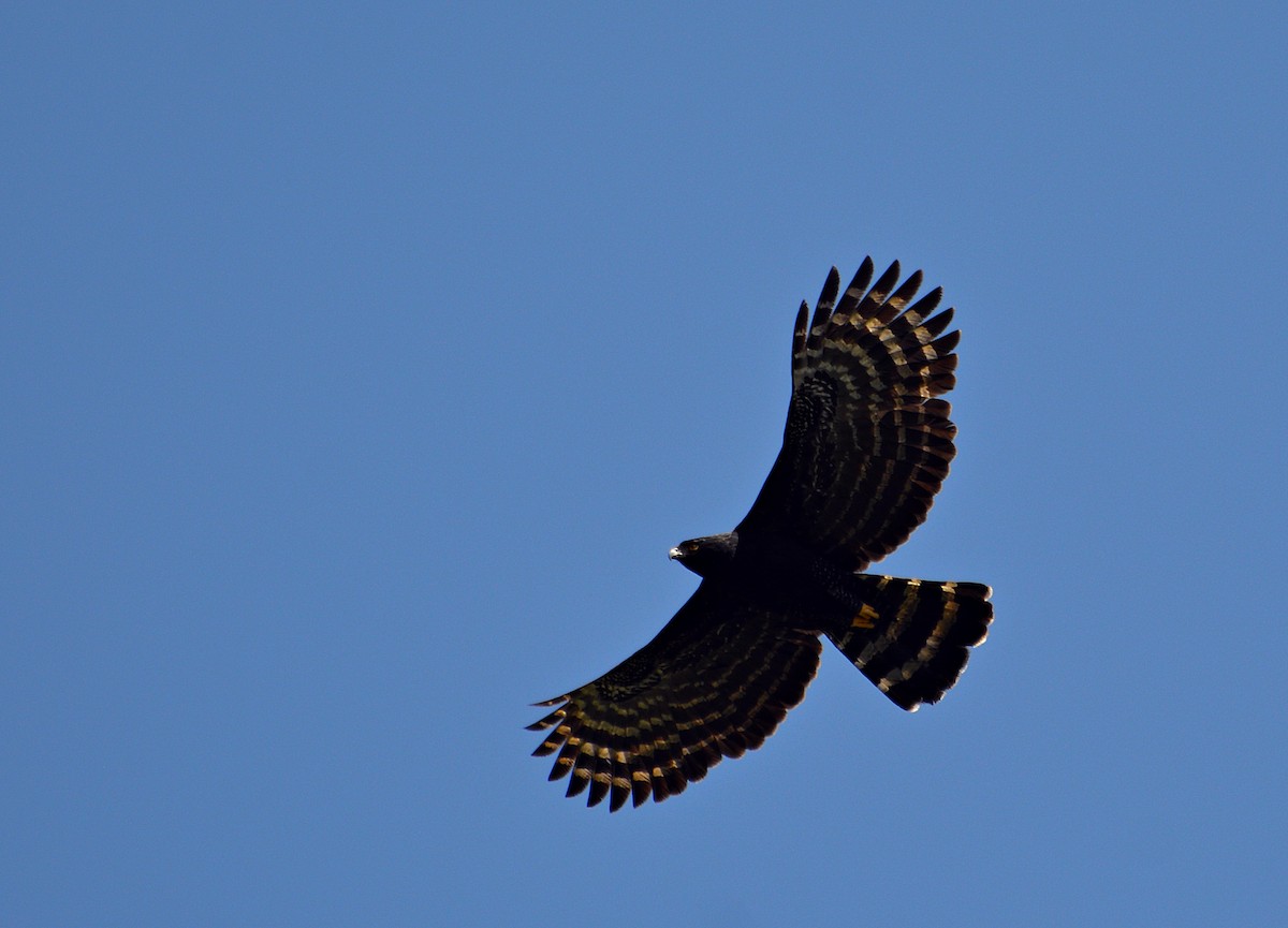 Black Hawk-Eagle - ML624788662