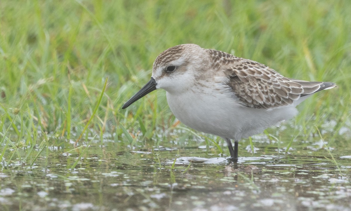 Western Sandpiper - ML624788674