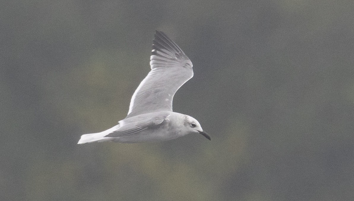 Laughing Gull - ML624788681