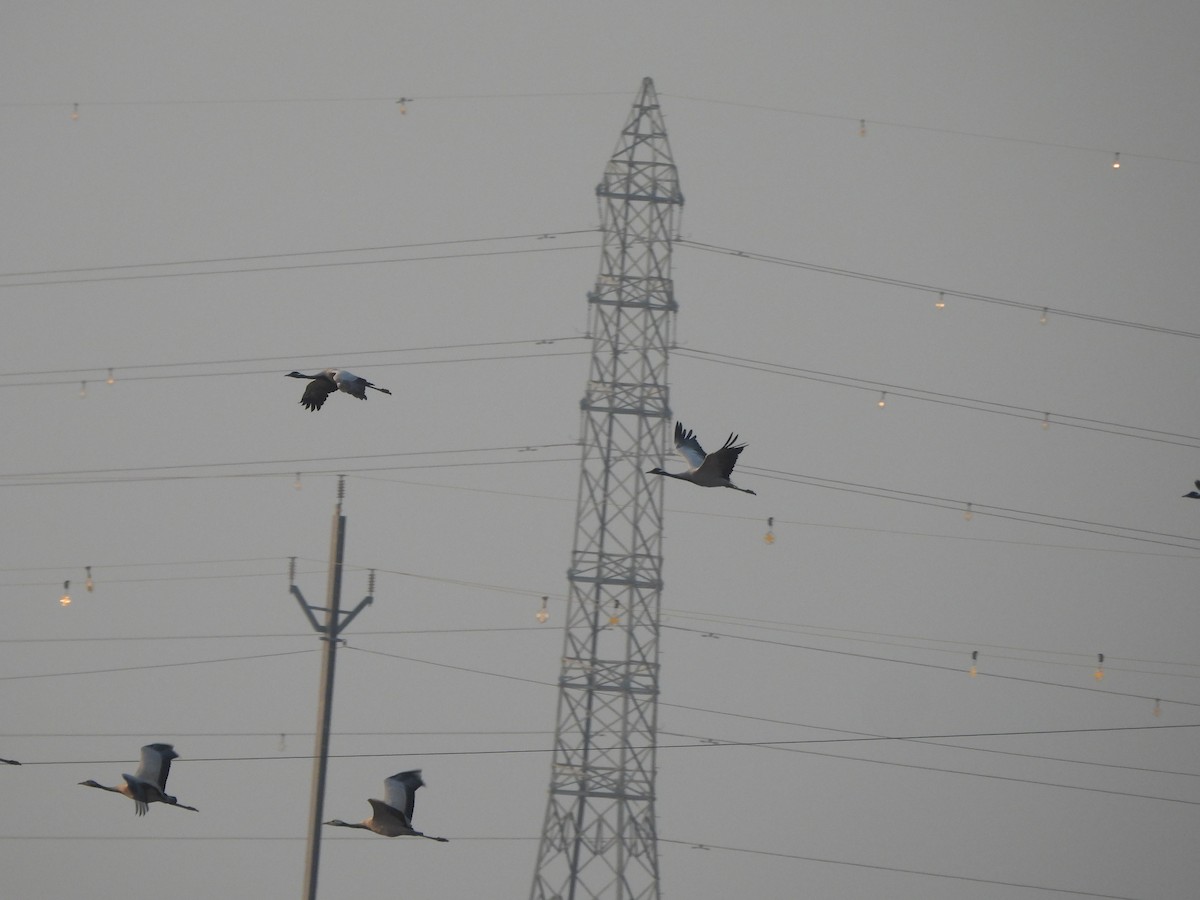 Demoiselle Crane - Ranjeet Singh