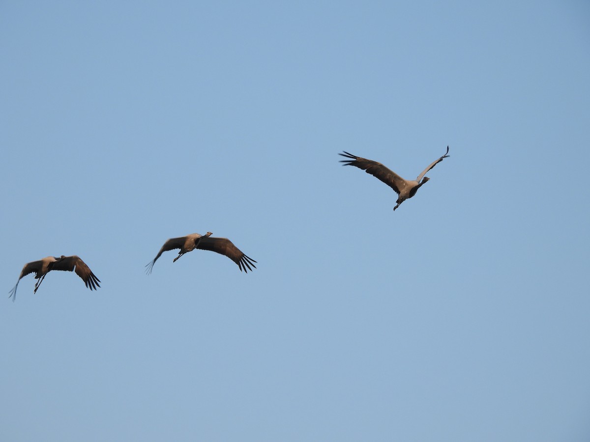 Demoiselle Crane - ML624788687