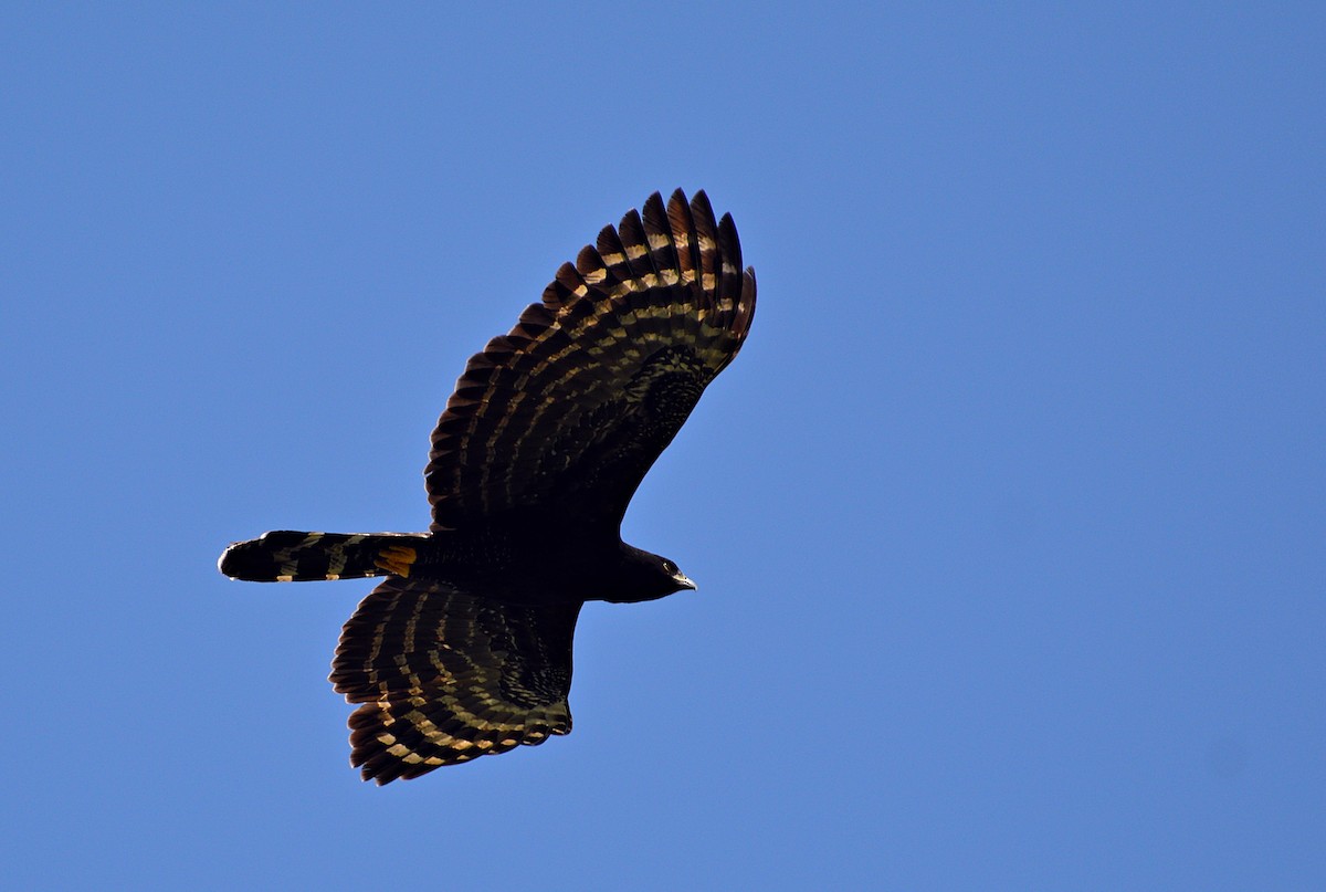 Black Hawk-Eagle - ML624788689